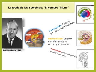 Cerebro triuno 