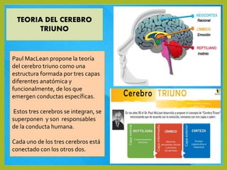 Cerebro triuno 