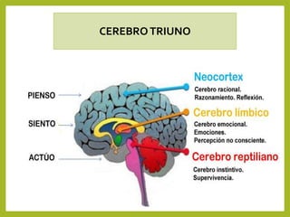 Cerebro triuno 