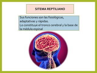Cerebro triuno 