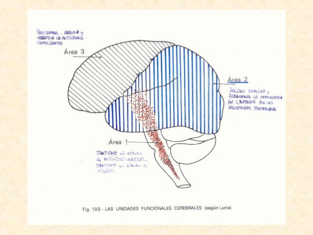 Cerebro unidades funcionales