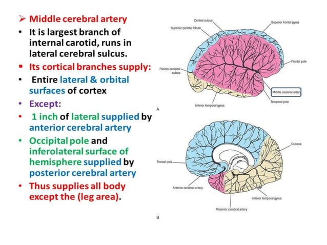 Localisation of stroke | PPTX