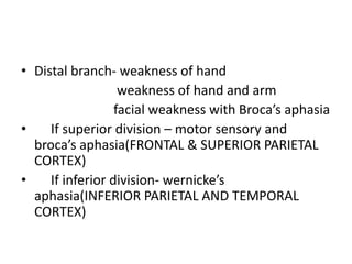 • Distal branch- weakness of hand
weakness of hand and arm
facial weakness with Broca’s aphasia
• If superior division – motor sensory and
broca’s aphasia(FRONTAL & SUPERIOR PARIETAL
CORTEX)
• If inferior division- wernicke’s
aphasia(INFERIOR PARIETAL AND TEMPORAL
CORTEX)
 