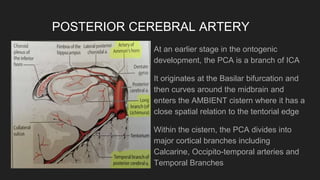 Cerebrovascular anatomy | PPTX