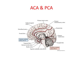 Cerebrovascular diseases 2.pptx