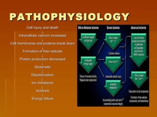 PATHOPHYSIOLOGY Cell injury and death ↓ Intracellular calcium increased ↓ Cell membranes and proteins break down ↓ Formation of free radicals ↓ Protein production decreased ↓ Glutamate ↓ Depolarization ↓   Ion imbalance ↓ Acidosis ↓ Energy failure 