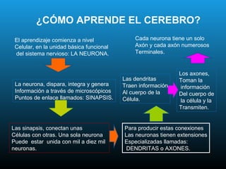 ¿CÓMO APRENDE EL CEREBRO?
 El aprendizaje comienza a nivel              Cada neurona tiene un solo
 Celular, en la unidad básica funcional       Axón y cada axón numerosos
 del sistema nervioso: LA NEURONA.            Terminales.


                                                              Los axones,
                                          Las dendritas       Toman la
 La neurona, dispara, integra y genera    Traen información    información
 Información a través de microscópicos    Al cuerpo de la     Del cuerpo de
 Puntos de enlace llamados: SINAPSIS.     Célula.              la célula y la
                                                              Transmiten.


Las sinapsis, conectan unas               Para producir estas conexiones
Células con otras. Una sola neurona       Las neuronas tienen extensiones
Puede estar unida con mil a diez mil      Especializadas llamadas:
neuronas.                                  DENDRITAS o AXONES.
 