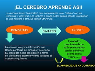 ¡EL CEREBRO APRENDE ASI!
Los axones tienen “terminales” que, normalmente, solo “hablan” con las
Dendritas y, viceversa. Las junturas a través de las cuales pasa la información
de una neurona a otra, Se llaman SINAPSIS.



     DENDRITAS                     SINAPSIS                    AXONES


                                                           Cuando los
                                                        terminales de un
La neurona integra la información que                  axón se encuentra
Recibe por todas sus sinapsis y determina               con las dendritas
Su salida por medio del axón en la forma                  de una célula
de un estímulo eléctrico y como trasporte de
                                                           vecina……
Sustancias químicas.


                                                EL APRENDIZAJE HA OCURRIDO
 