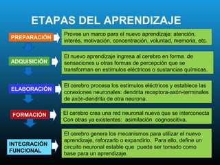 ETAPAS DEL APRENDIZAJE
              Provee un marco para el nuevo aprendizaje: atención,
PREPARACIÓN
              interés, motivación, concentración, voluntad, memoria, etc.

              El nuevo aprendizaje ingresa al cerebro en forma de
ADQUISICIÓN   sensaciones u otras formas de percepción que se
              transforman en estímulos eléctricos o sustancias químicas.

              El cerebro procesa los estímulos eléctricos y establece las
ELABORACIÓN
              conexiones neuronales: dendrita receptora-axón-terminales
              de axón-dendrita de otra neurona.

FORMACIÓN     El cerebro crea una red neuronal nueva que se interconecta
              Con otras ya existentes: asimilación cognoscitiva.

              El cerebro genera los mecanismos para utilizar el nuevo
              aprendizaje, reforzarlo o expandirlo. Para ello, define un
INTEGRACIÓN
              circuito neuronal estable que puede ser tomado como
FUNCIONAL
              base para un aprendizaje.
 