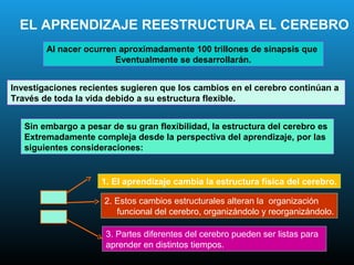 EL APRENDIZAJE REESTRUCTURA EL CEREBRO
        Al nacer ocurren aproximadamente 100 trillones de sinapsis que
                        Eventualmente se desarrollarán.


Investigaciones recientes sugieren que los cambios en el cerebro continúan a
Través de toda la vida debido a su estructura flexible.


   Sin embargo a pesar de su gran flexibilidad, la estructura del cerebro es
   Extremadamente compleja desde la perspectiva del aprendizaje, por las
   siguientes consideraciones:


                     1. El aprendizaje cambia la estructura física del cerebro.

                      2. Estos cambios estructurales alteran la organización
                         funcional del cerebro, organizándolo y reorganizándolo.

                      3. Partes diferentes del cerebro pueden ser listas para
                      aprender en distintos tiempos.
 
