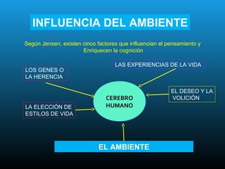 INFLUENCIA DEL AMBIENTE
Según Jensen, existen cinco factores que influencian el pensamiento y
                      Enriquecen la cognición

                                   LAS EXPERIENCIAS DE LA VIDA
LOS GENES O
LA HERENCIA

                                                         EL DESEO Y LA
                               CEREBRO                   VOLICIÓN
LA ELECCIÓN DE                 HUMANO
ESTILOS DE VIDA




                             EL AMBIENTE
 