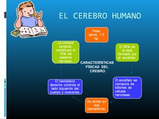 EL CEREBRO HUMANO




    CARACTERÍSTICAS
      FÍSICAS DEL
        CREBRO
 