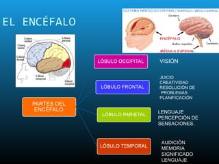 EL ENCÉFALO


              VISIÓN

              JUICIO
              CREATIVIDAD
              RESOLUCIÓN DE
               PROBLEMAS
              PLANIFICACIÓN


              LENGUAJE
              PERCEPCIÓN DE
              SENSACIONES.


               AUDICIÓN
               MEMORIA
               SIGNIFICADO
               LENGUAJE
 