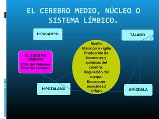 EL CEREBRO MEDIO, NÚCLEO O
     SISTEMA LÍMBICO.

                 Sueño
            Atención o vigilia
             Producción de
              hormonas y
              químicos del
                cerebro.
             Regulación del
                cuerpo.
               Emociones
               Sexualidad
                 Olfato
 