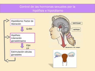 Control de las hormonas sexuales por la
hipófisis e hipotálamo
Hipotálamo: Factor de
liberación
GnRH
Hipófisis:
Liberación
gonadotropina
FSH
LH
Estimulación células
gonadales

 