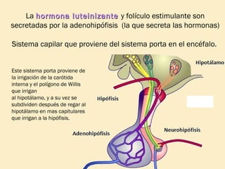 La hormona luteinizante y folículo estimulante son
secretadas por la adenohipófisis (la que secreta las hormonas)
Sistema capilar que proviene del sistema porta en el encéfalo.
Este sistema porta proviene de
la irrigación de la carótida
interna y el polígono de Willis
que irrigan
al hipotálamo, y a su vez se
subdividen después de regar al
hipotálamo en mas capitulares
que irrigan a la hipófisis.

 