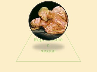 Reproducció
n
sexual

 