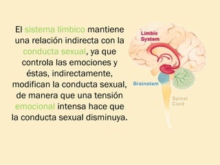 El sistema límbico mantiene
una relación indirecta con la
conducta sexual, ya que
controla las emociones y
éstas, indirectamente,
modifican la conducta sexual,
de manera que una tensión
emocional intensa hace que
la conducta sexual disminuya.

 