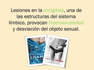 Lesiones en la amígdala, una de
las estructuras del sistema
límbico, provocan hipersexualidad
y desviación del objeto sexual.

 