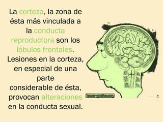 La corteza, la zona de
ésta más vinculada a
la conducta
reproductora son los
lóbulos frontales.
Lesiones en la corteza,
en especial de una
parte
considerable de ésta,
provocan alteraciones
en la conducta sexual.

 