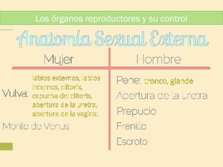 Los órganos reproductores y su control

 
