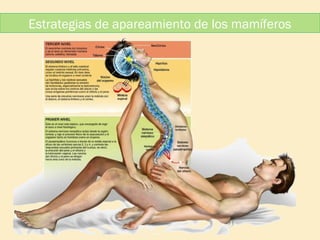 Estrategias de apareamiento de los mamíferos

 