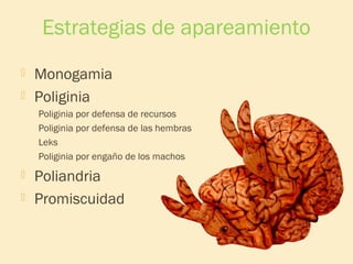Estrategias de apareamiento



Monogamia
Poliginia
Poliginia por defensa de recursos
Poliginia por defensa de las hembras
Leks
Poliginia por engaño de los machos




Poliandria
Promiscuidad

 