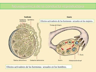 Efectos activadores de las hormonas sexuales en las mujeres.

Efectos activadores de las hormonas sexuales en los hombres.

 