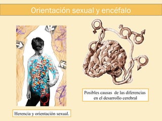 Orientación sexual y encéfalo

Posibles causas de las diferencias
en el desarrollo cerebral
Herencia y orientación sexual.

 