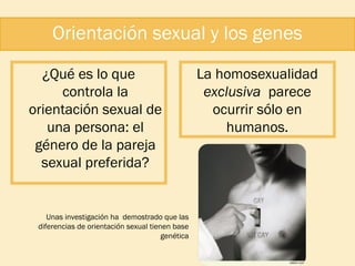 Orientación sexual y los genes
¿Qué es lo que
controla la
orientación sexual de
una persona: el
género de la pareja
sexual preferida?

Unas investigación ha demostrado que las
diferencias de orientación sexual tienen base
genética

La homosexualidad
exclusiva parece
ocurrir sólo en
humanos.

 