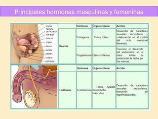 Principales hormonas masculinas y femeninas

 