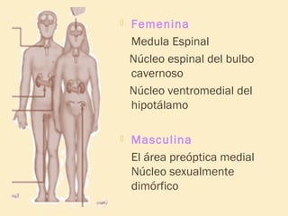 

Femenina
Medula Espinal
Núcleo espinal del bulbo
cavernoso
Núcleo ventromedial del
hipotálamo



Masculina
El área preóptica medial
Núcleo sexualmente
dimórfico

 