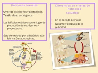 Hormonas sexuales

Diferencias en niveles de
hormonas
sexuales:

Ovario: estrógenos y gestágenos.
Testículos: andrógenos.


Los folículos ováricos son el lugar de
producción de estrógenos y
progesterona.
Está controlada por la hipófisis que
fabrica Gonadotropinas.



En el período prenatal
Durante y después de la
pubertad

 