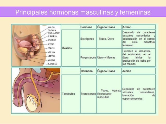 Resultado de imagen para hormonas masculinas y femeninas
