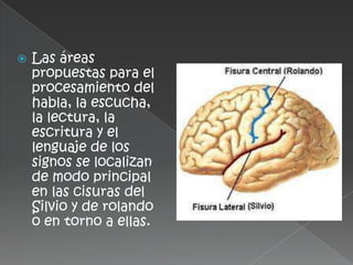 EL LENGUAJE HUMANOEs la facultad innata del ser humano que le permite abstraerse de la realidad y comunicar su pensamiento por medio de sistemas de signos  mediante los cuales se hace posible la relación y el entendimiento entre hombres.