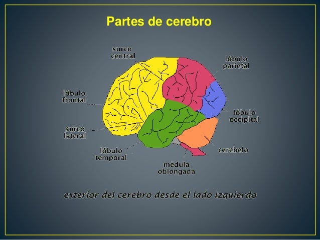 El Cerebro y sus Partes. De Diego Morgado