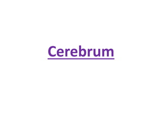 Cerebrum
 
