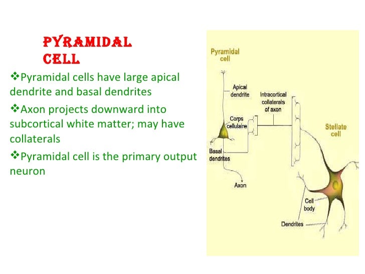 apical dendrite apical dendrite