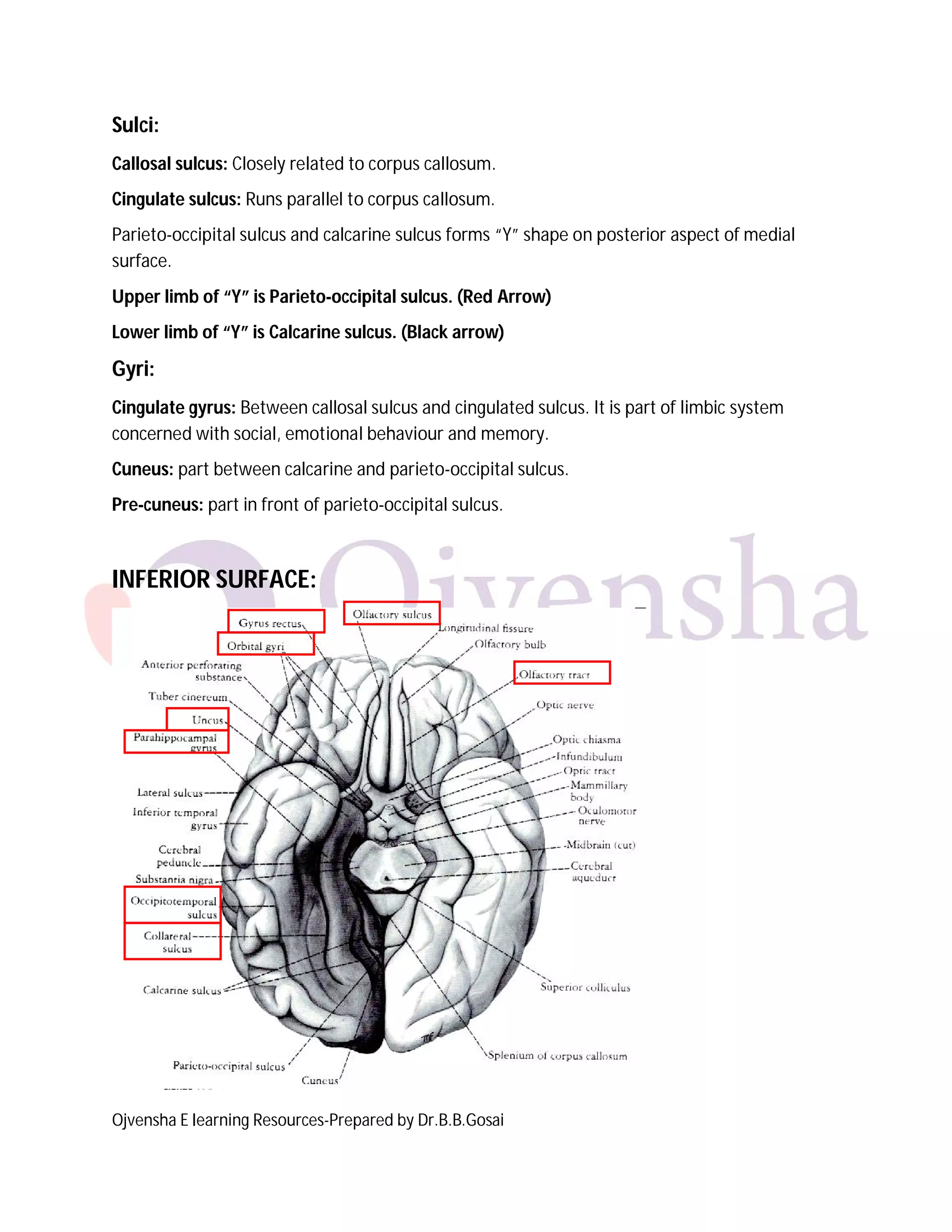 Ojvensha E learning Resources-Prepared by Dr.B.B.Gosai
Sulci:
Callosal sulcus: Closely related to corpus callosum.
Cingulate sulcus: Runs parallel to corpus callosum.
Parieto-occipital sulcus and calcarine sulcus forms “Y” shape on posterior aspect of medial
surface.
Upper limb of “Y” is Parieto-occipital sulcus. (Red Arrow)
Lower limb of “Y” is Calcarine sulcus. (Black arrow)
Gyri:
Cingulate gyrus: Between callosal sulcus and cingulated sulcus. It is part of limbic system
concerned with social, emotional behaviour and memory.
Cuneus: part between calcarine and parieto-occipital sulcus.
Pre-cuneus: part in front of parieto-occipital sulcus.
INFERIOR SURFACE:
 