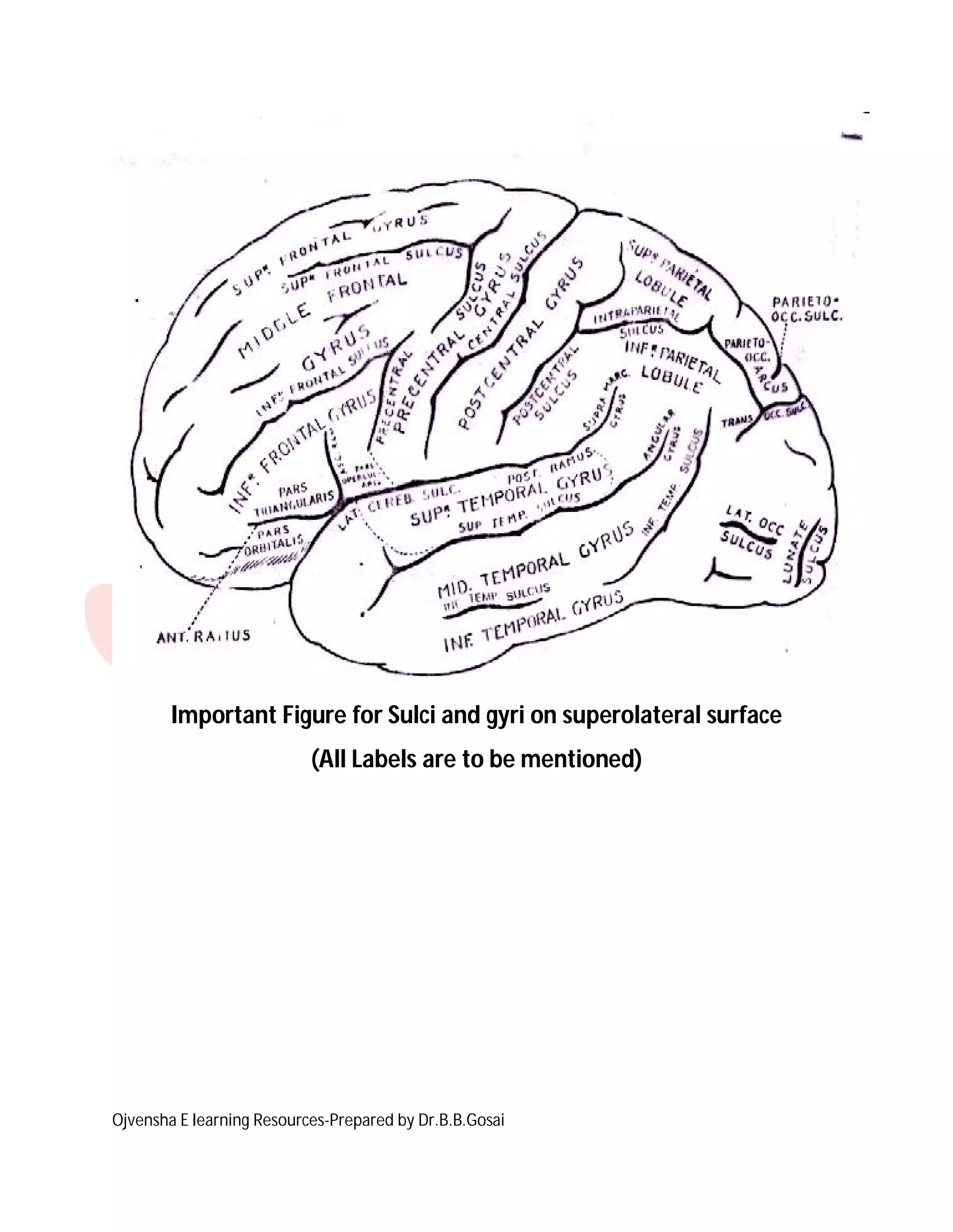 Ojvensha E learning Resources-Prepared by Dr.B.B.Gosai
Important Figure for Sulci and gyri on superolateral surface
(All Labels are to be mentioned)
 