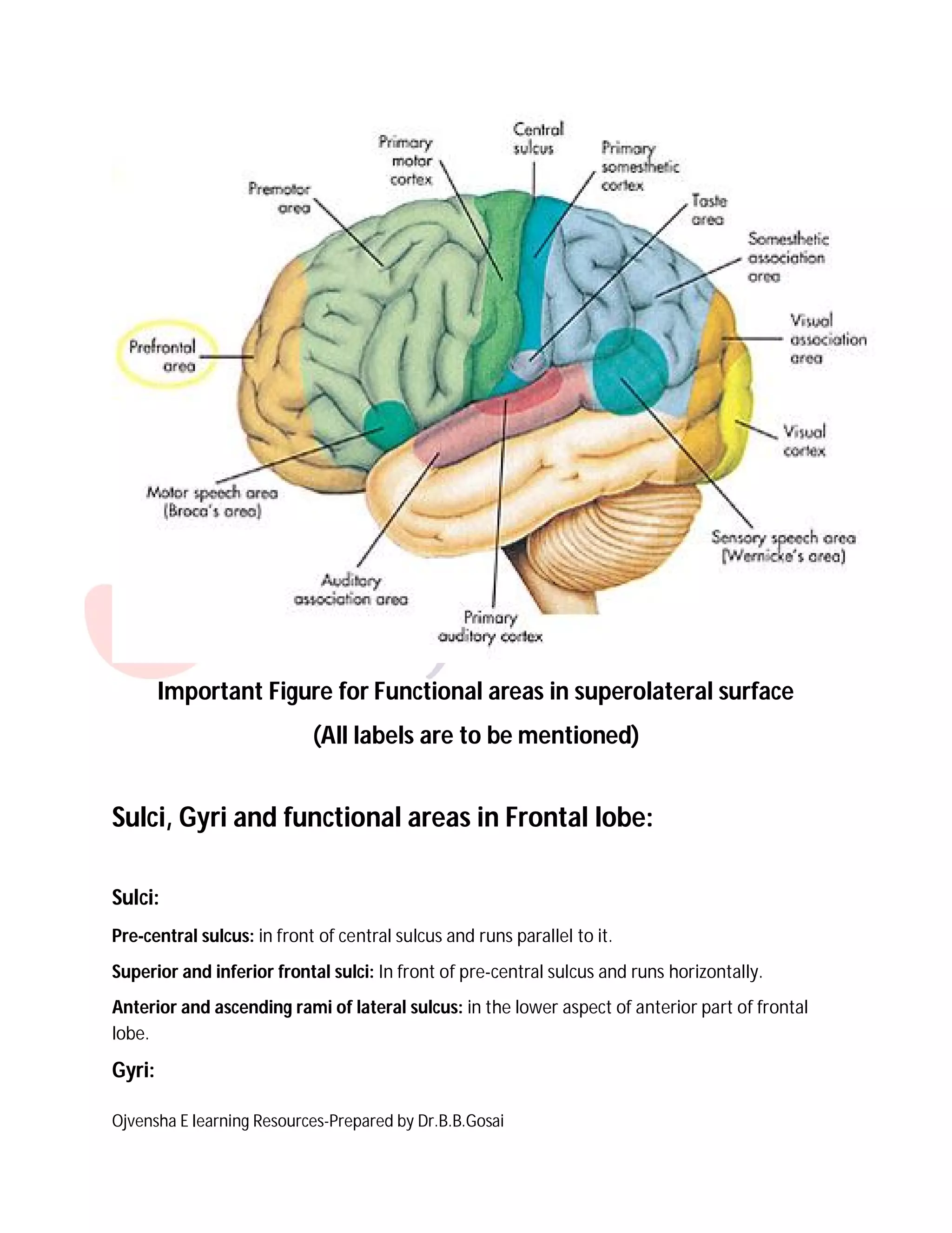 Ojvensha E learning Resources-Prepared by Dr.B.B.Gosai
Important Figure for Functional areas in superolateral surface
(All labels are to be mentioned)
Sulci, Gyri and functional areas in Frontal lobe:
Sulci:
Pre-central sulcus: in front of central sulcus and runs parallel to it.
Superior and inferior frontal sulci: In front of pre-central sulcus and runs horizontally.
Anterior and ascending rami of lateral sulcus: in the lower aspect of anterior part of frontal
lobe.
Gyri:
 