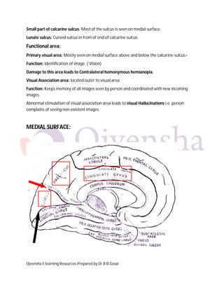 Ojvensha E learning Resources-Prepared by Dr.B.B.Gosai
Small part of calcarine sulcus: Most of the sulcus is seen on medial surface.
Lunate sulcus: Curved sulcus in from of end of calcarine sulcus.
Functional area:
Primary visual area: Mostly seen on medial surface above and below the calcarine sulcus>
Function: Identification of image. ( Vision)
Damage to this area leads to Contralateral homonymous hemianopia.
Visual Association area: located outer to visual area.
Function: Keeps memory of all images seen by person and coordinated with new incoming
images.
Abnormal stimulation of visual association area leads to visual Hallucinations i.e. person
complains of seeing non-existent images.
MEDIAL SURFACE:
 
