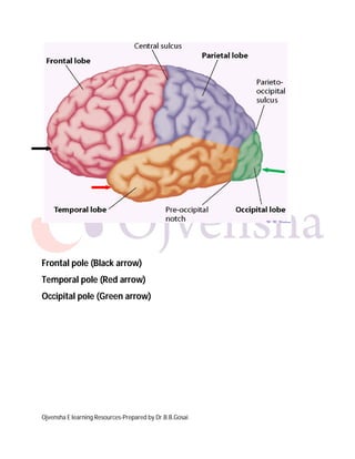 Ojvensha E learning Resources-Prepared by Dr.B.B.Gosai
Frontal pole (Black arrow)
Temporal pole (Red arrow)
Occipital pole (Green arrow)
 