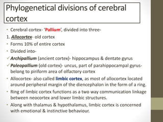 Cerebrum | PDF