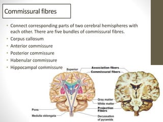Cerebrum | PDF