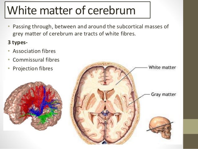 cerebrum cerebrum