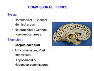 Commissural Posts Cerebrum | PPTX