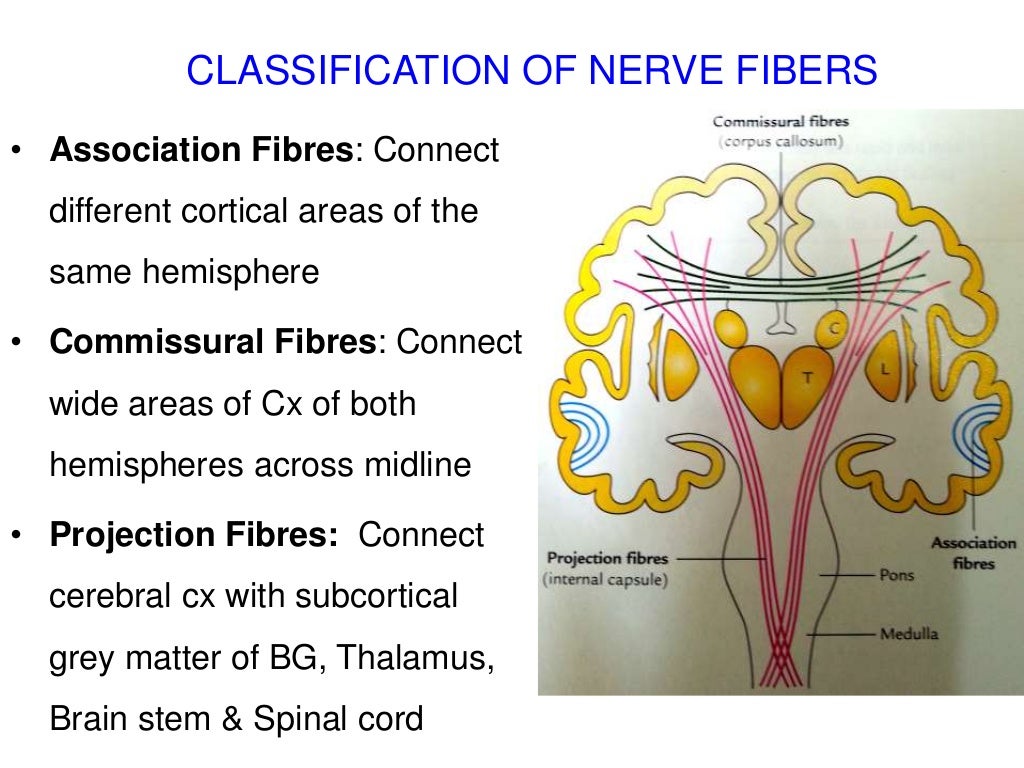 INTERNAL CAPSULE
â€¢ A compact band of
neocortical projection fibres
â€¢ Main highway for input &
output fibres of cerebral cx...