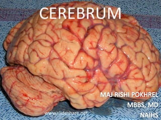 CEREBRUM
www.slideshare.net
 