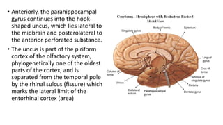 Uncus Cerebrum | PPTX